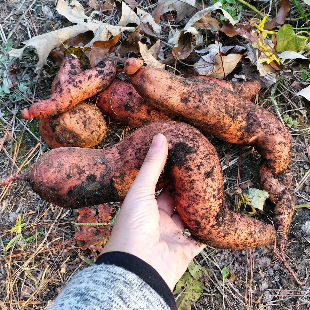 First picture: The first 5 sweet potatoes I harvested. Success! Take that you garden rats! (I mean deer.)
Second picture: An hour later, getting dark, estimated at more than 60 pounds of potatoes! Victory!