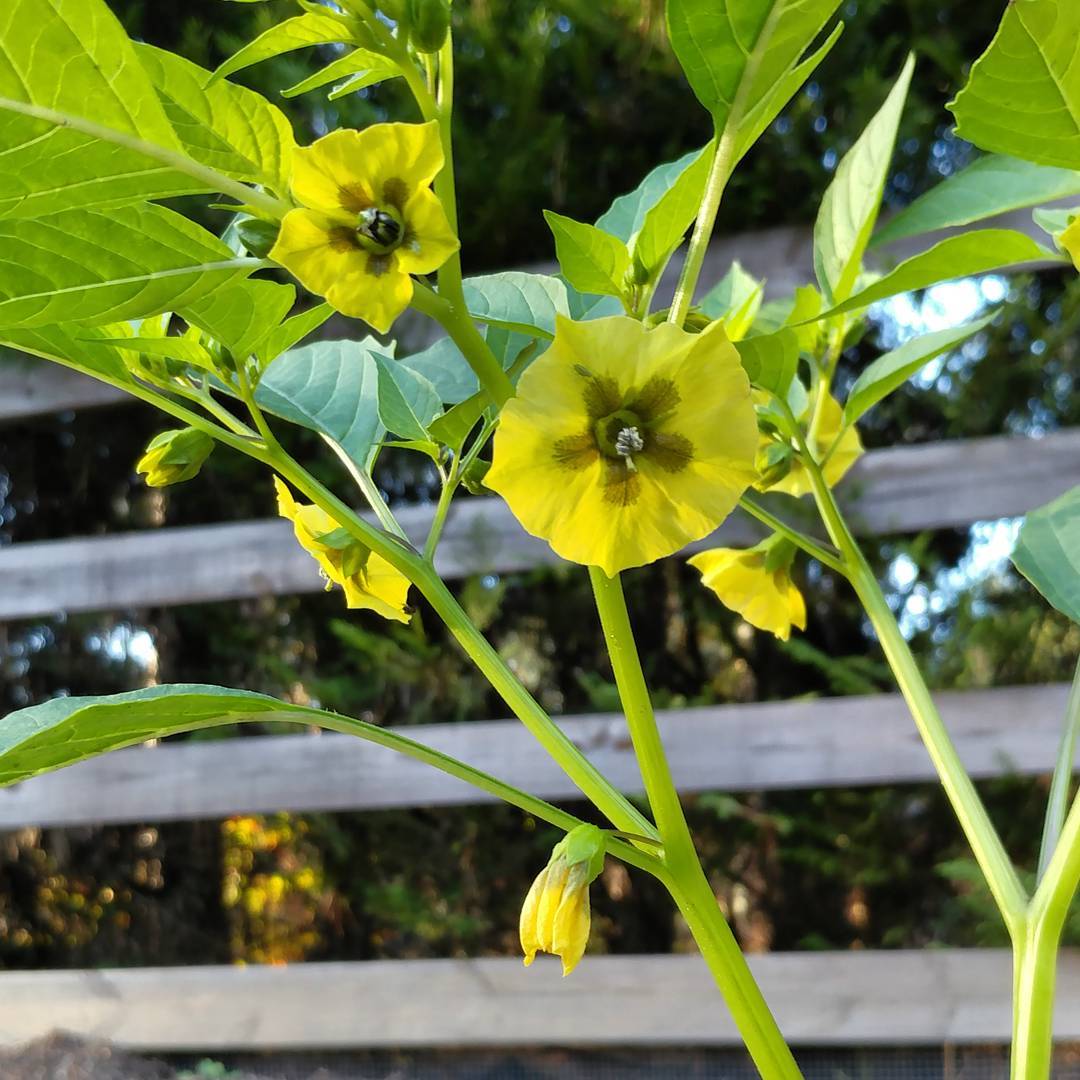 I always think this is a tomatillo until it starts to flower. They have very similar leaves and stems. Nice camo weed. You got me again!