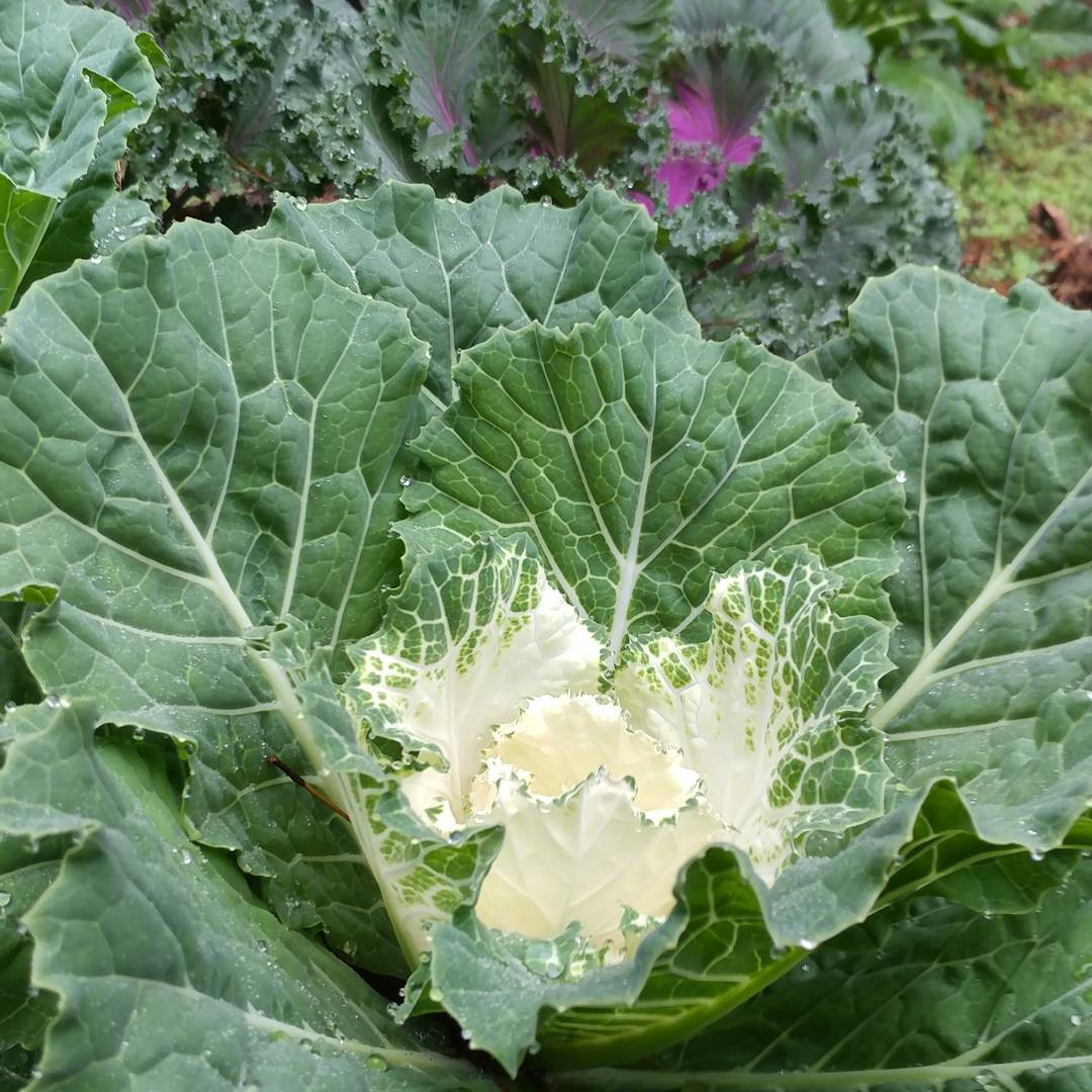 My chicken food garden is doing really well this year. This cabbage thing just developed a white center. It looks really pretty with the purple kale thing.