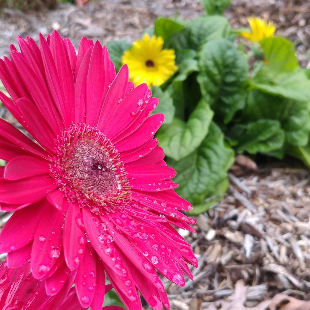 Some bright flowers on a dreary day. My mom says the deer have been snacking on these but I think they've held up well.