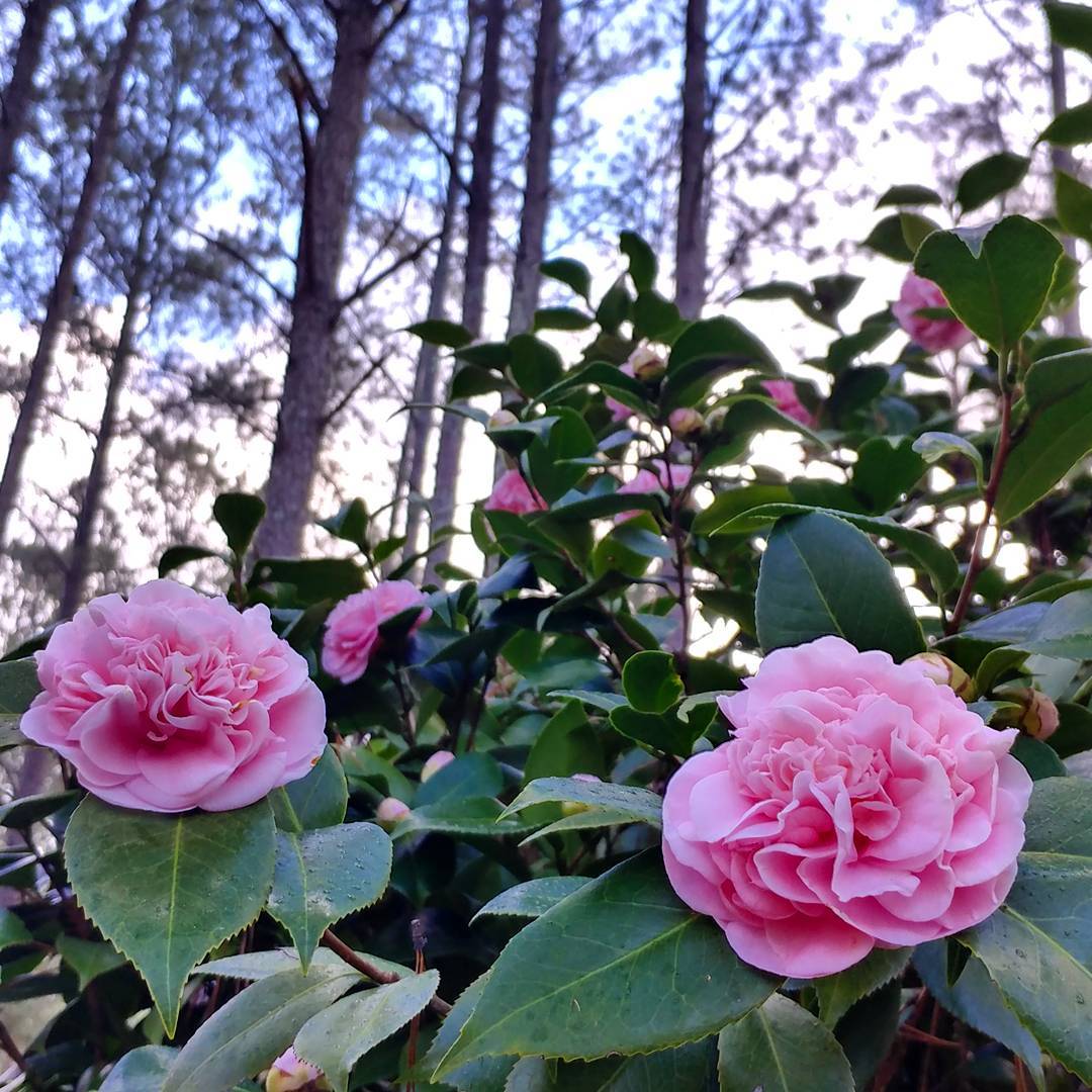 The Thanksgiving Camellia is prettier than ever! Look at those giant blooms!