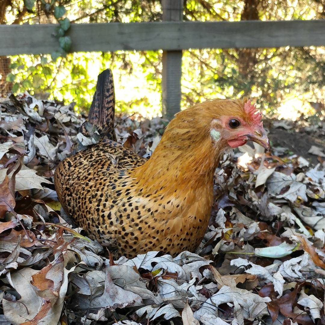 This chicken just did a cannonball into the leaf pile! Fresh leaf piles are on on their favorite activities. Number one on the list? Destroying piles!