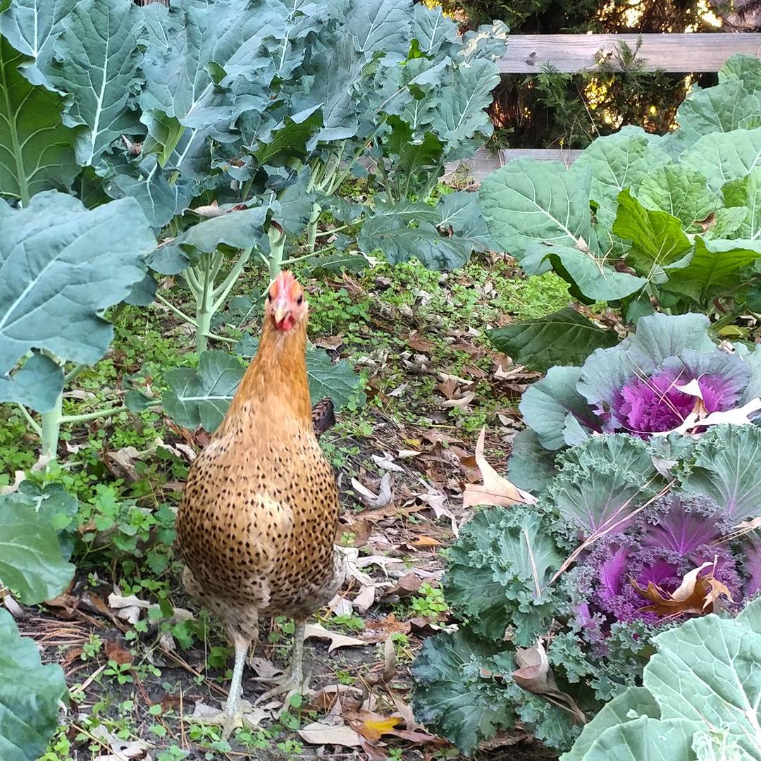 Yes, you have been caught. You have escaped from the chicken side of the fence and are clearly on the garden side. However, since I was planning to feed those greens to you anyway, you may remain. Enjoy!
