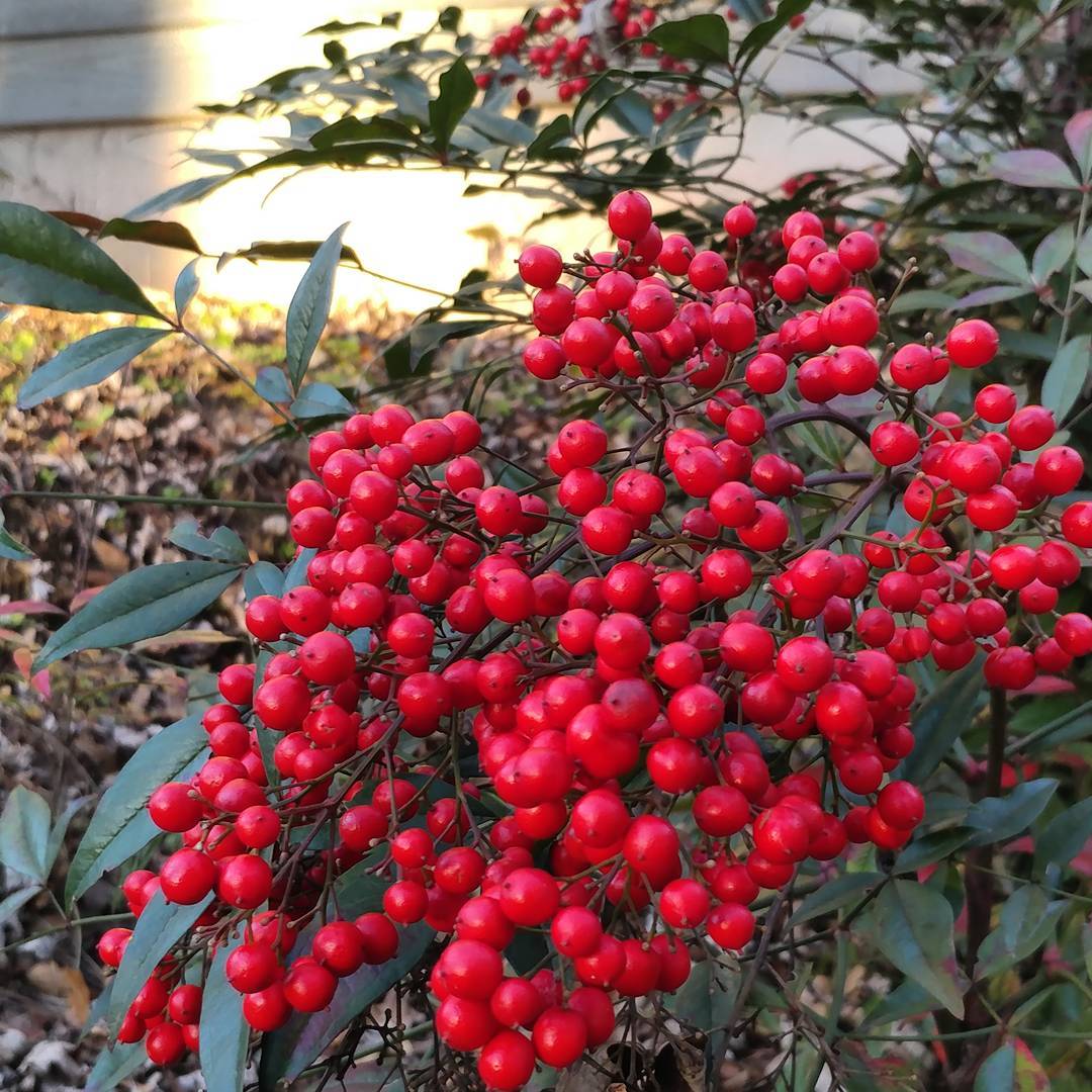 Did I plant that? No. Did it grow all by itself and create festive berries at exactly the right time? Yes, yes it did. Nice work nature. You've really got your calendar together.