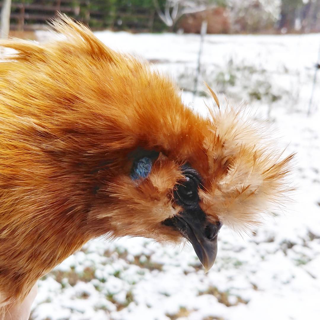 Donna is intensely broody as usual, but I wanted her to see the snow! She was nonplussed. I think I heard her request hot oatmeal before she stomped back to her nesting box.