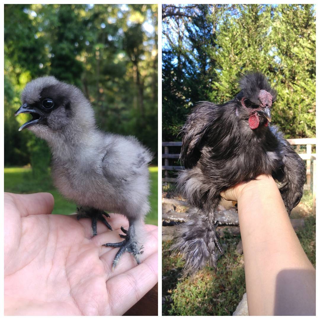 Sonia was an adorable baby and is still adorable as a somewhat larger...hen. (I'm still in denial.) Look at that sweet face! She has started doing this cute dance to impress the other chickens. They are not impressed. Very minimal crowing so we're still good.