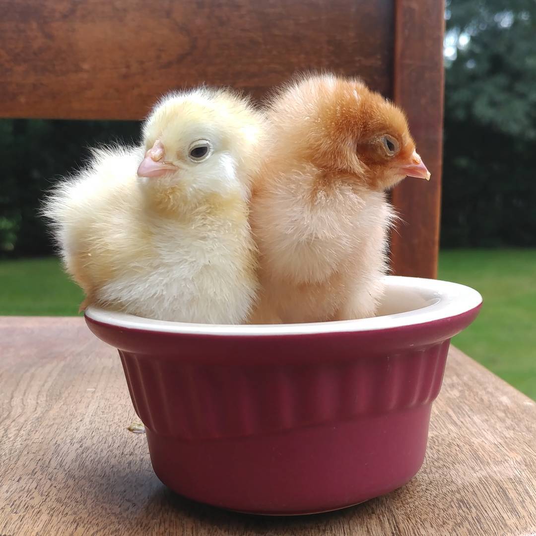 I cannot believe that Wilga (left) and Bryce (right) once fit in this tiny cup! Look at that fluff! Wilga is now a hefty with a full beard and Bryce is a with the sturdiest chicken legs in town. They grow up so fast!