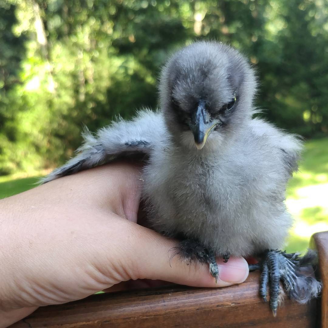 Back when Sonia was a disagreeable chick instead of a feisty rooster. That is some on a week old #Silkie!