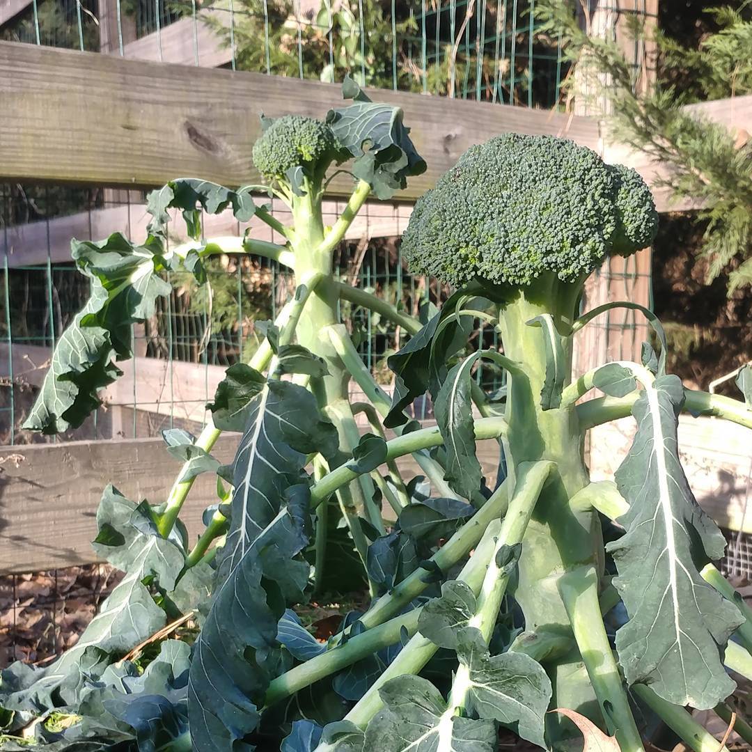Dear droopy broccoli, I'm so sorry about this cold weather. I hope you can recover!