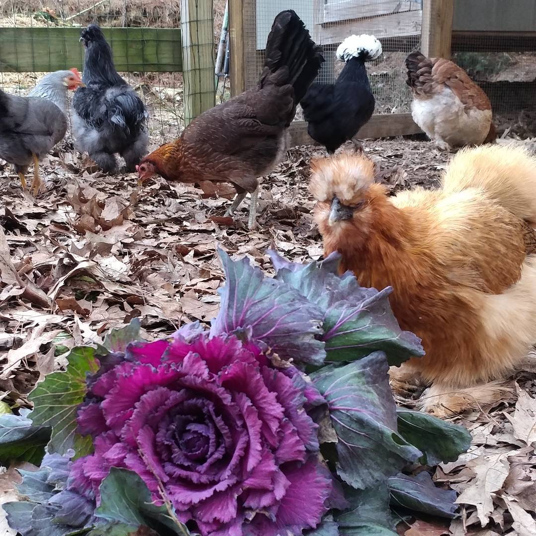 Donna Martin is no longer broody! She has come out to terrorize chickens twice her size and hog all the cabbage! (Take a look at the tail on Rosie right above Donna. Girl is part peacock!)
