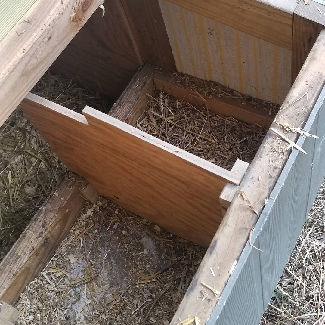 Help! I have 7 nesting boxes. Some chicken is removing all of the straw from 2 of them. Why?! This has never happened before in 6+ years of having chickens. It's been happening every day for about a month and today the culprit emptied a third box! It's escalating. Are they mad at me? At straw? Just really vindictive? It must take a while to accomplish. We're going to have to get a chicken cam set up if this doesn't stop. Officially ON NOTICE you monsters!