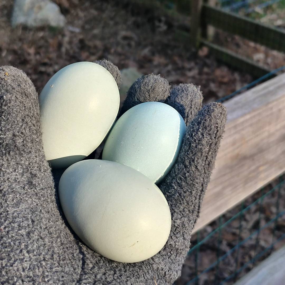 Thank you chickens! I now suspect I have two minty green egg layers. I'll have to give everyone treats for continuing to lay while it is so cold out!