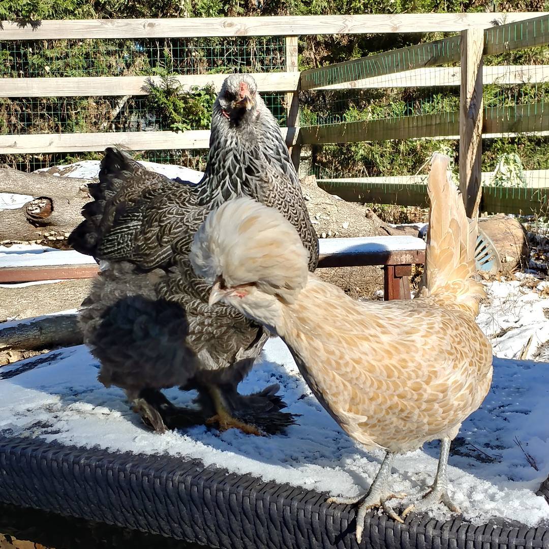 Violet barely tolerates the younger chickens. Most of them know to steer clear of her. However, Becky can't see the death stare so she just walks right up to Vi to share food and perches! Vi has learned to tolerate Becky the best.