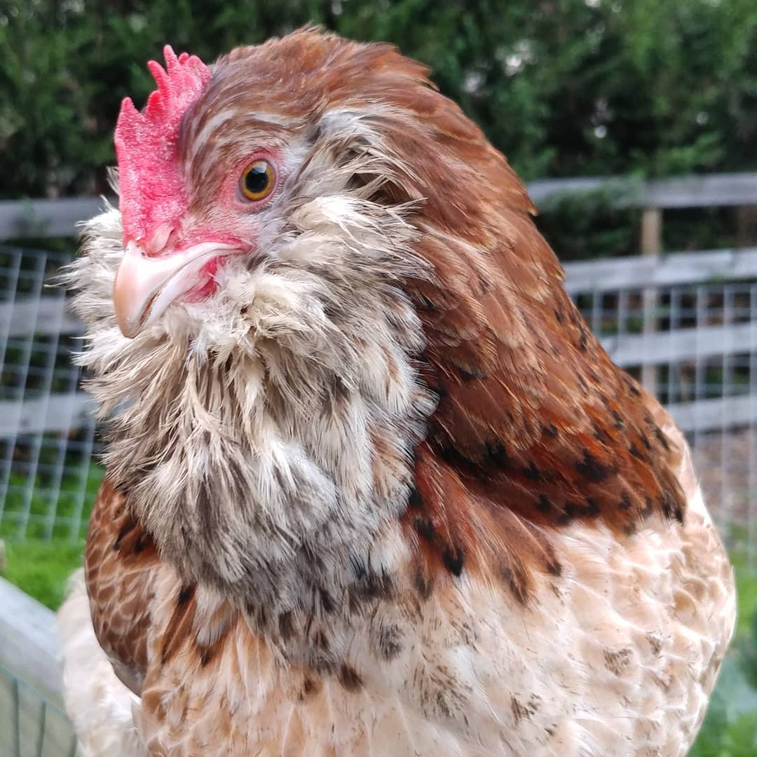 Bearded and beautiful! Wilga is Sonia's favorite hen for completely obvious reasons. Just look at her!