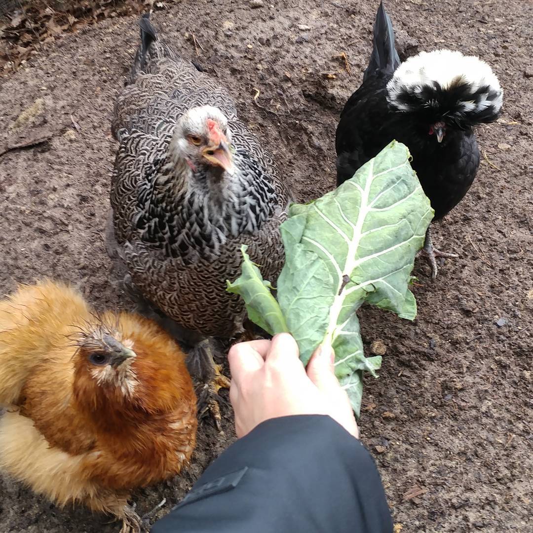 Danger! The ravenous velociraptors are after my collards! Look at Vi in the middle with her beak wide open.