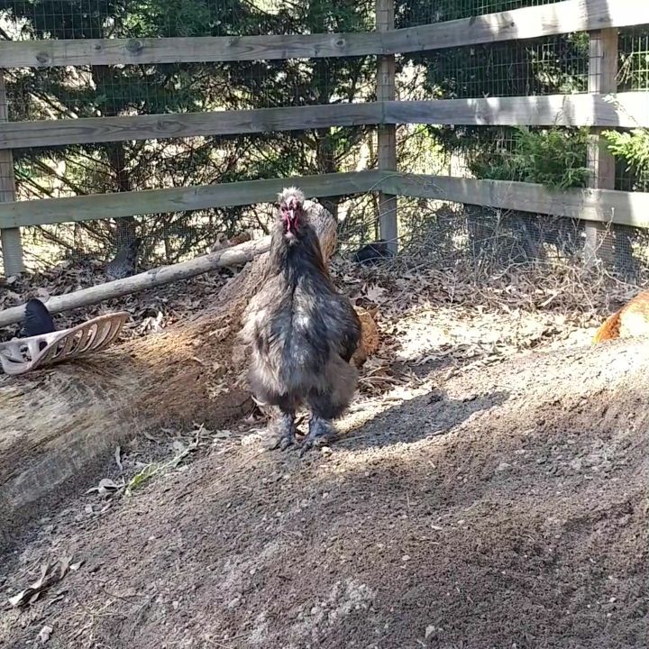 Ladies, try to contain yourselves. Sonia is showing Wilga her powerful rooster kick and circle dance. It is just so...impressive. Swoon. I don't know how Wilga resisted. (Also, check out the stare down Sonia gives me before heading back to her flock. Jerk.)