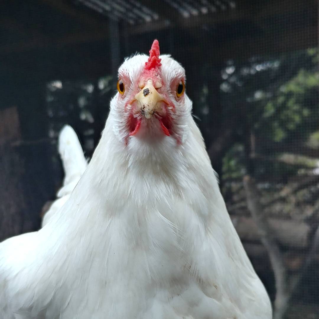Me: Glo, can I please be in the post this week?
Glo: No. I am the chicken and it is a picture of myself. 
Me: But @chickens.and.wine wants the human too. 
Glo: No chance. I am perfection.
Me: You've got a little dirt...nevermind. You look great.
