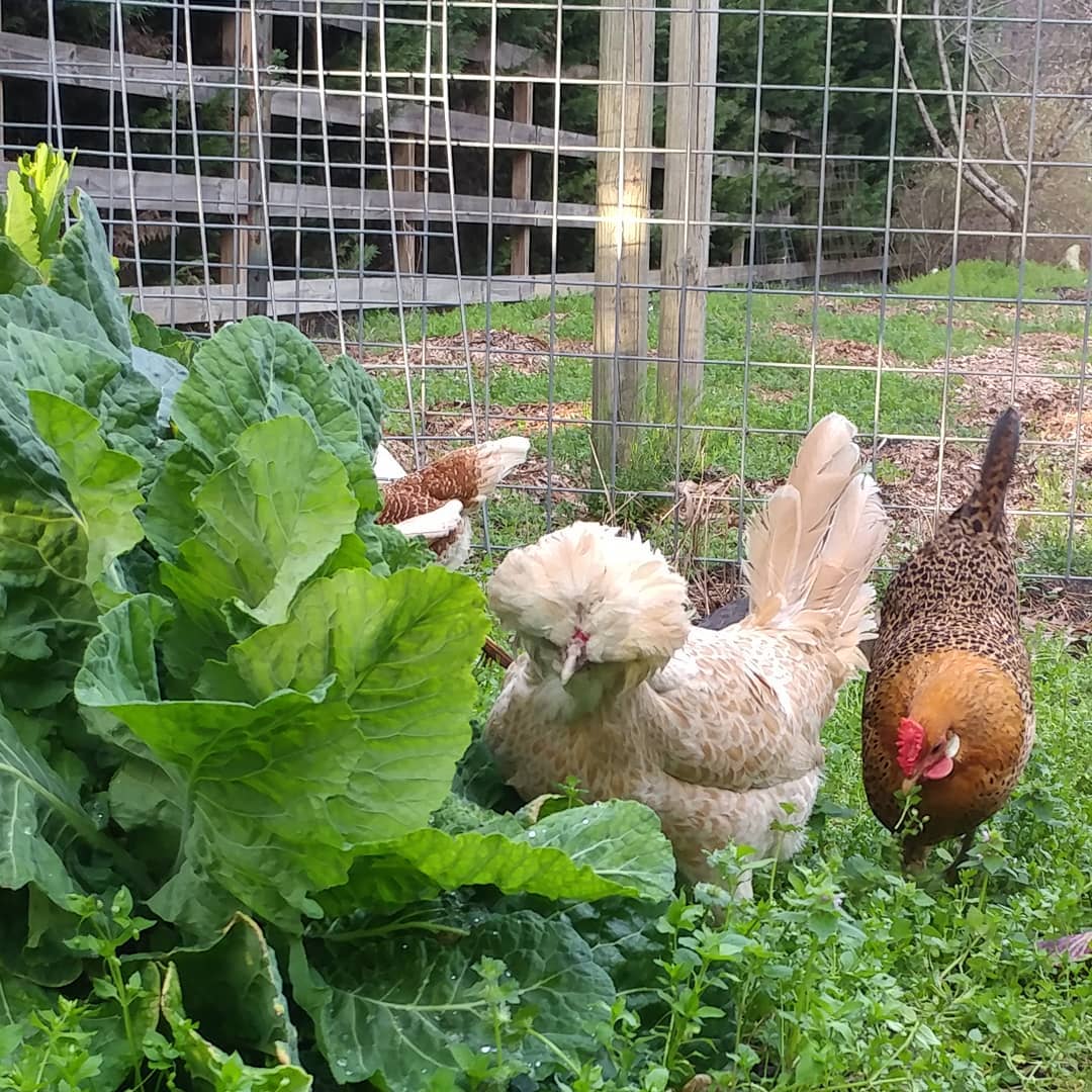 My gardening crew lacks focus, discipline, strength, and arms. They do not take direction. They mostly do what they want and try to escape. But they are super cute and they work for scratch.