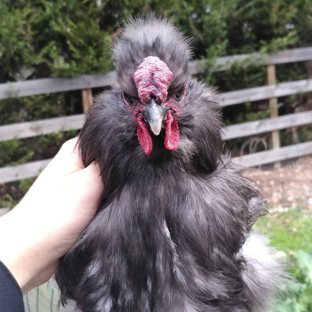 Sonia: Come at me bro.
Me: You are a tiny silkie. 
Sonia: Try me.
Me: These are MY hens.
Sonia: F that noise.
Me: Are you doing steroids? You seem...edgy.
Sonia: *biting, flying, flapping, vicious attack*
Me: bleeding
Any advice for making friends with my Napolean complex rooster? I seem to be losing the upper hand.
