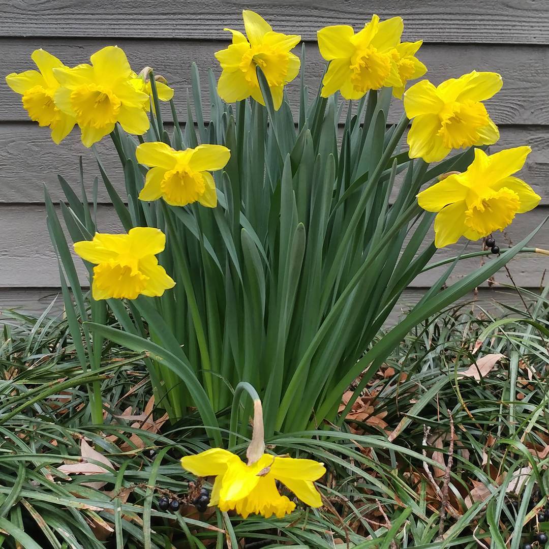 Thank you nature! I  daffodils!