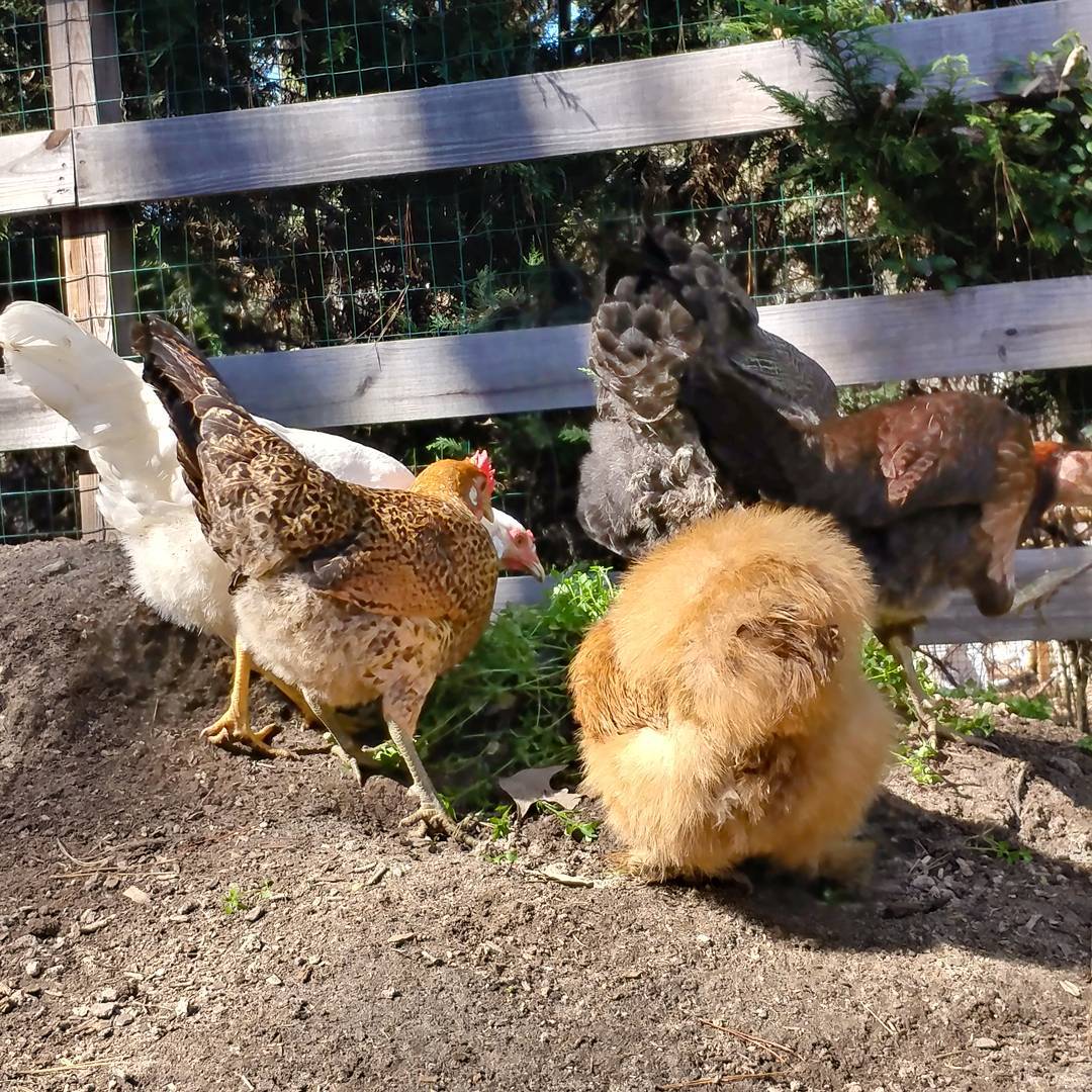 The girls are ready for this week. Donna Martin does it best. Silkies are just so fluffy!