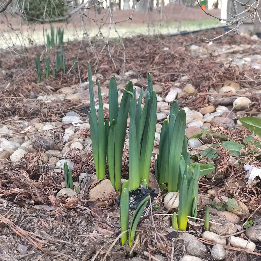These volunteer daffodils have pushed up through weed cloth and gravel every year since we moved in. They seem to be thriving! The 200 bulbs that were planted a few years ago? Squirrel food.