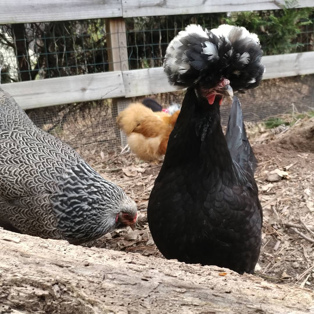 Alejandra heard her name and came over for some glamour shots. The big girls are now officially 7 years old. She still acts like a spring chicken!