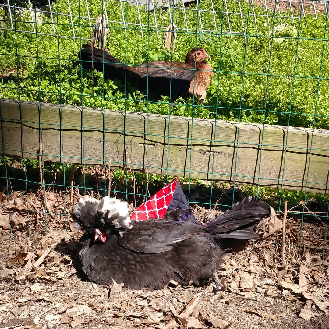 As expected, Kahlo is having trouble with her chicken saddle.  She seems to think I have tied her legs together and keeps falling down! I'm hoping she can learn to accept it until her plucked tail feathers grow back. Her sisters are far too curious about the naked skin and keep pecking at her. Also, Rosie continues to be a sunbathing beauty. 🌞
@thimbleworks