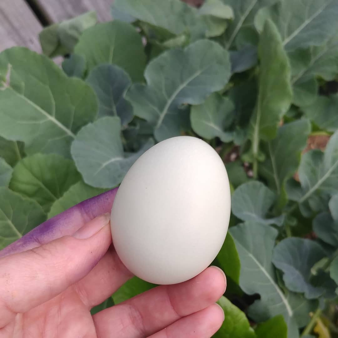 Green egg, green starts and purple fingers for #stpatricksday! Sometimes chickens move really quickly when you are just trying to help them and you end up spraying on things that are not chickens. Sometimes chickens are a problem. I hope this comes off by Monday!