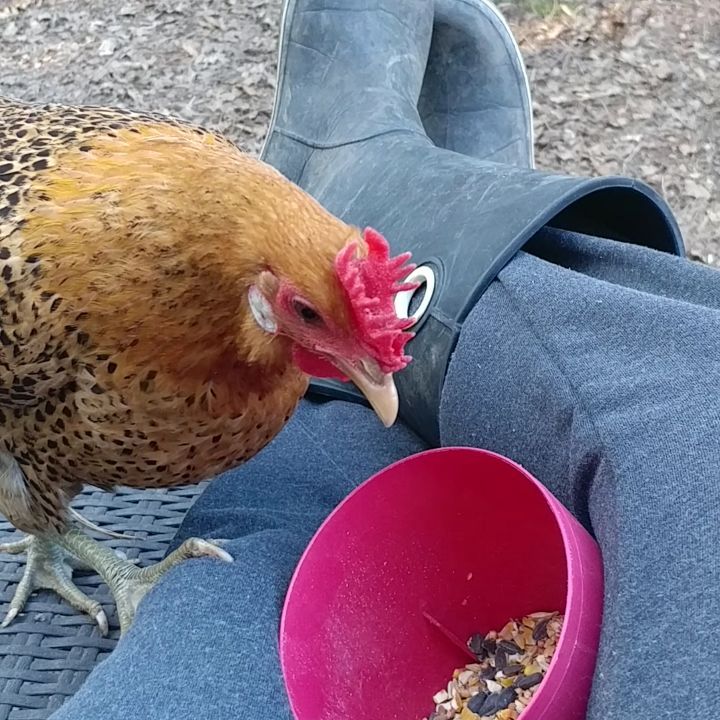 Gretch is 100% clear on the red cup containing scratch. Sonia is uncomfortable with Gretch being that close to me. Turn up the volume for some tiny crowing! Becky, as always, is adorably clueless. 
@mcmurray_hatchery