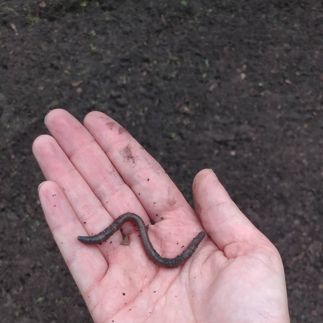 I have such a dilemma when I find a worm. I want it to live in the garden making rich dirt and aerating as they go. But, I also want to sneak them to my favorite chickens as a special treat. What to do, what to do?!