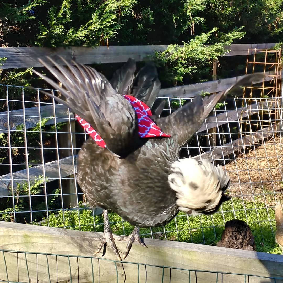 I told Kahlo it was a chicken saddle but she clearly thinks it is a cape. She is Super Chicken now and ready to fly! Up, up and away Super Chicken!
@thimbleworks