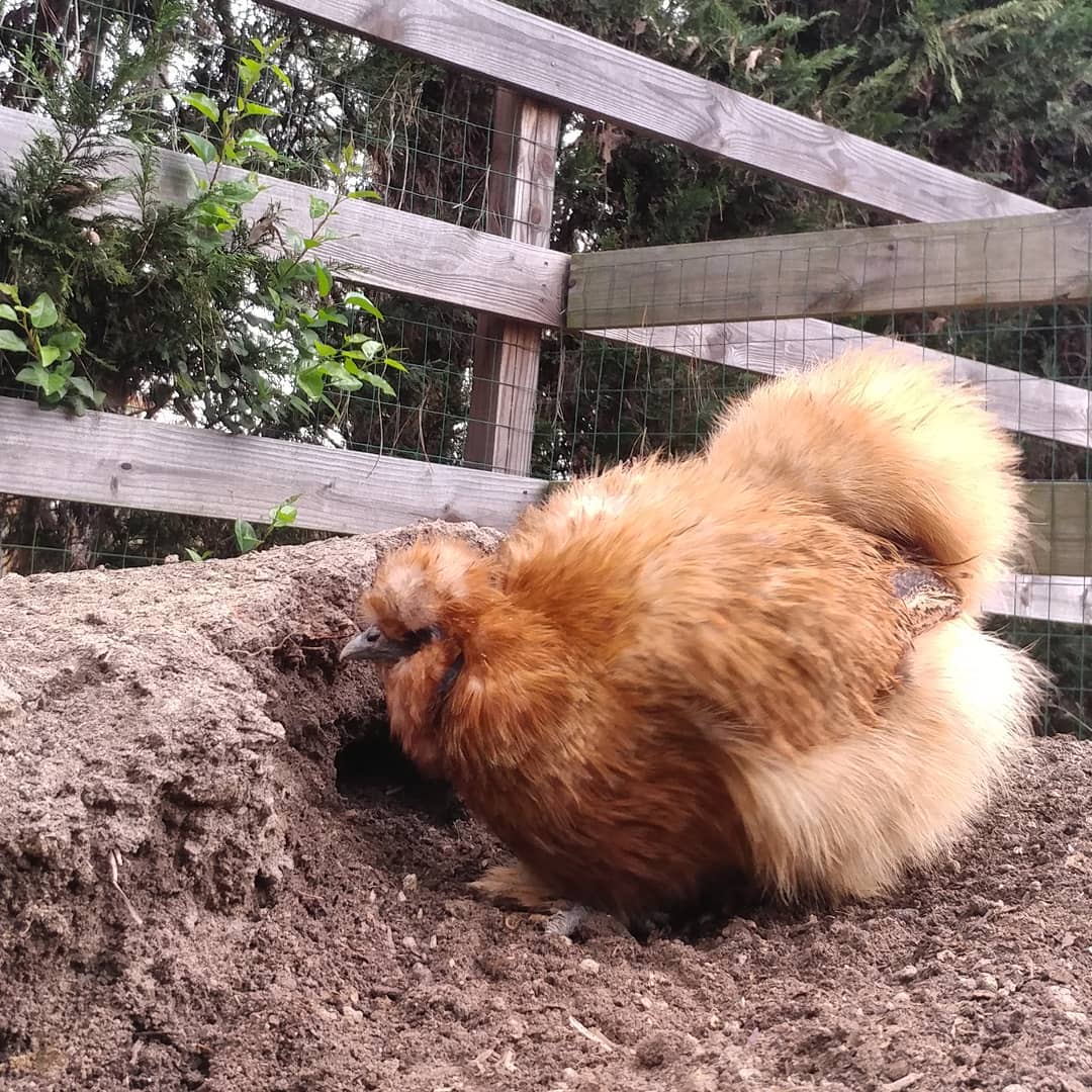 Lead excavator, Donna Martin, is looking for grubs in the compost pile. She may seem like fluffy perfection but she knows how to get dirty!