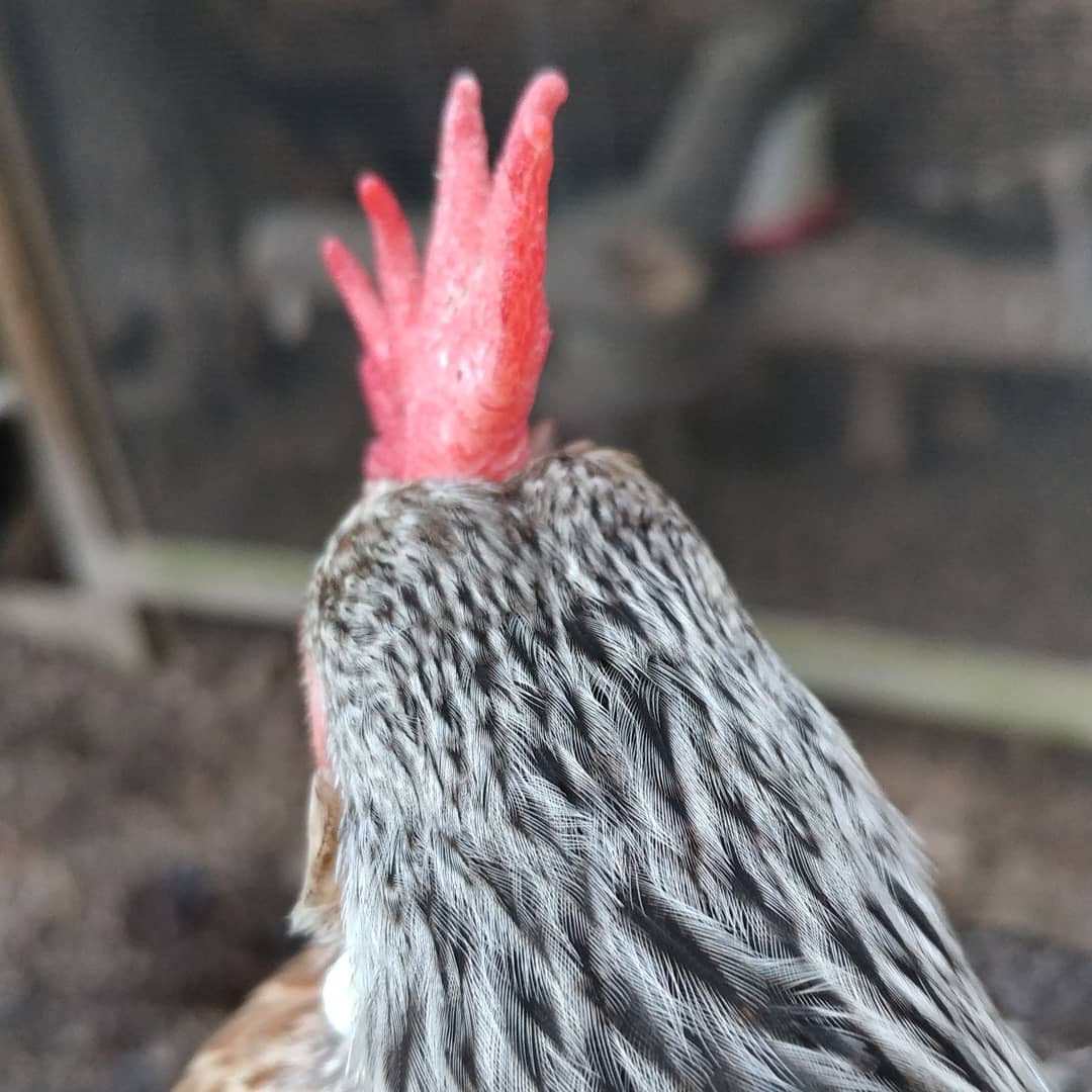 Me: Can we take a selfie?
Nameless Chicken: No.
Me: Can I take your portrait?
Nameless Chicken: No.
Me: But your Mohawk is amazing today.
Nameless Chicken: No.
Me: This is why you still don't have a name.