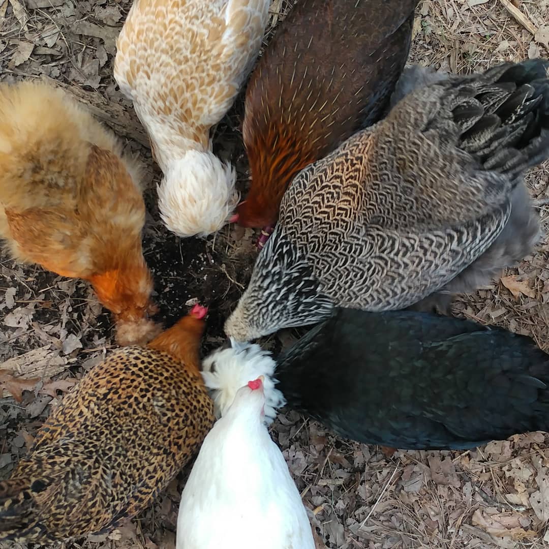 My girls are a quilt of many colors and patterns (and personalities). Starting at 6 O'Clock: Glo, Gretch, Donna Martin, Becky with the Good Hair, Rosie, Violet, and Kahlo. In the middle: Decimated cabbage and some scratch.