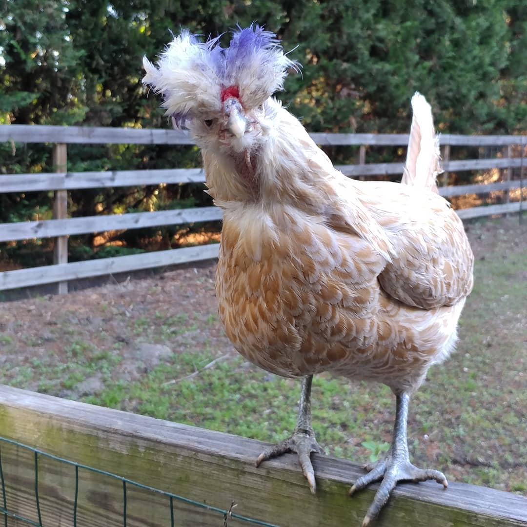 Becky lost her Poof in a pecking order reshuffling. To minimize additional feather plucking I sprayed her with End result: the most punk rock chicken.