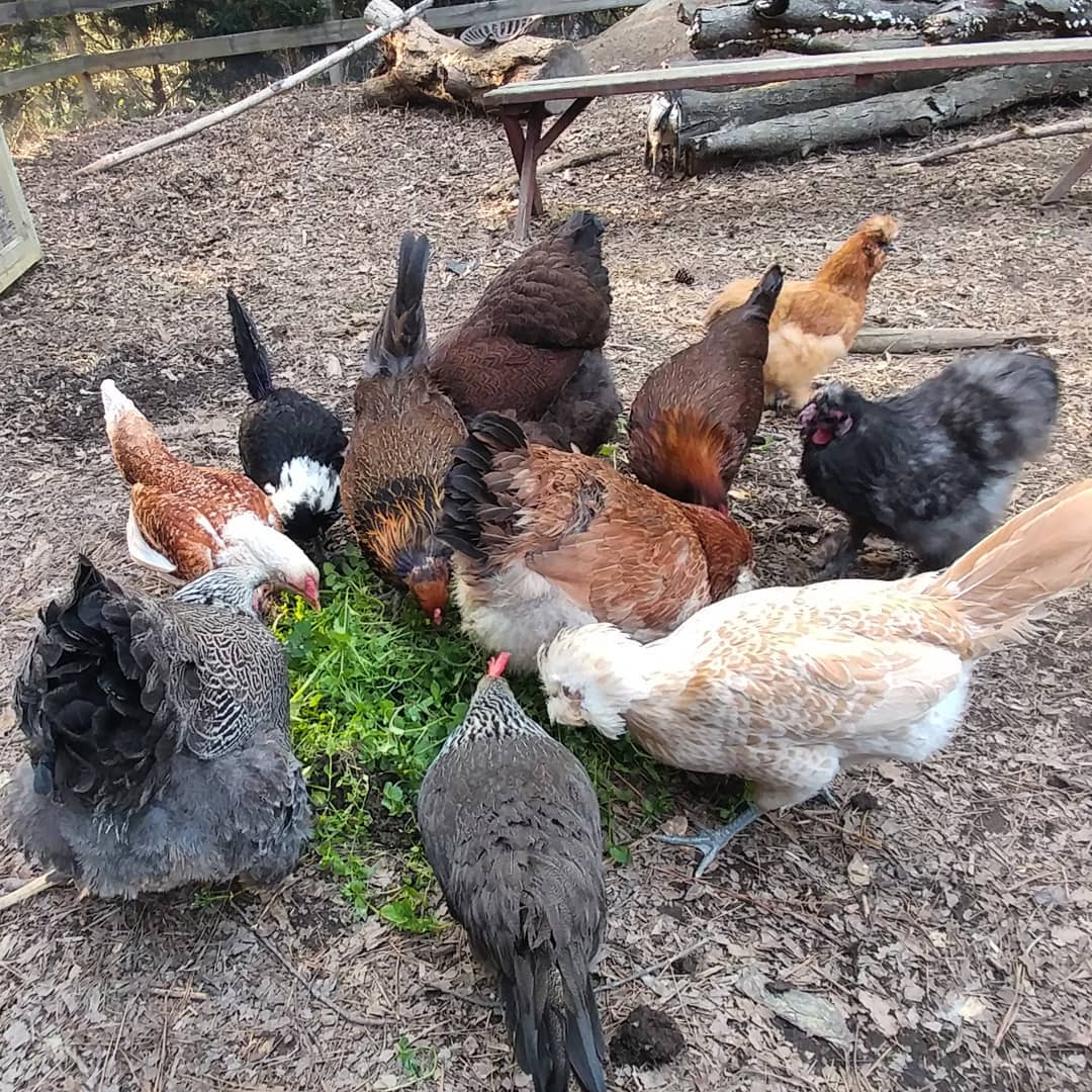 Everyone is getting together for Easter dinner! Main course: weeds.
