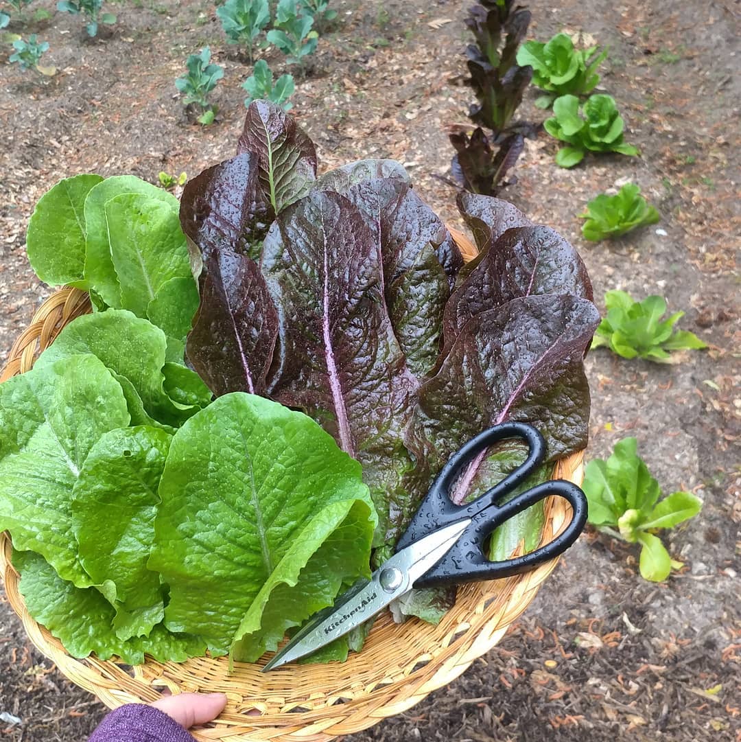 I hate that I have lettuce long before I have tomatoes, peppers, broccoli or anything else to make a salad. Then, by the time the toppings grow, it is too hot for lettuce! Poor timing Nature!
