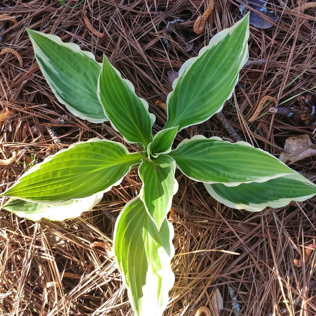 Since the yard is now mostly sealed off from deer this has appeared and miraculously HAS LEAVES! This is a first! Most hostas here are immediately chewed to stubs. Victory!