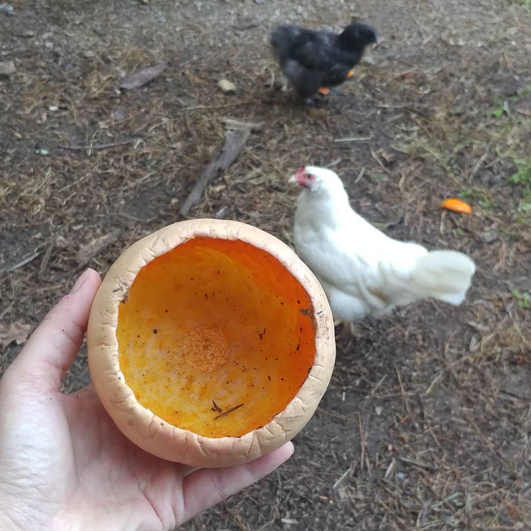 Skills alert: The chickens perfectly hollowed out this #butternutsquash! Perhaps they have a career in pumpkin carving? Birdhouse gourds? Breadbowl soup? So talented!