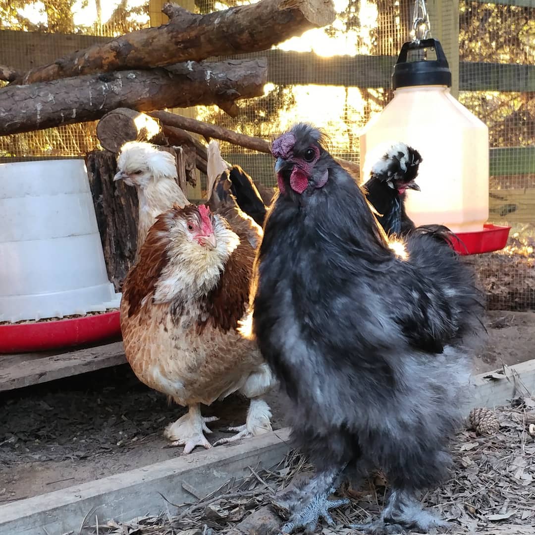 Sunset dinner and drinks for Sonia and the girls. I try to provide the right ambiance in the coop. Wilga, the #salmonfaverolle, is Sonia's best girl.