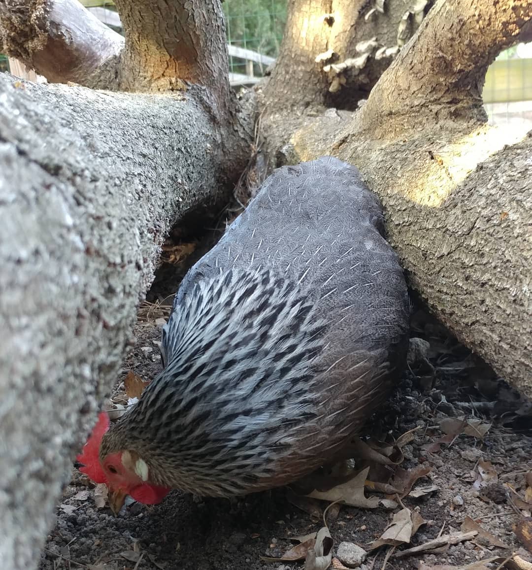 What are you doing chicken? How did you get in there? I heard digging but saw no chicken. I went to investigate and found this weirdo tunneling under a log. I have a mole-chicken!