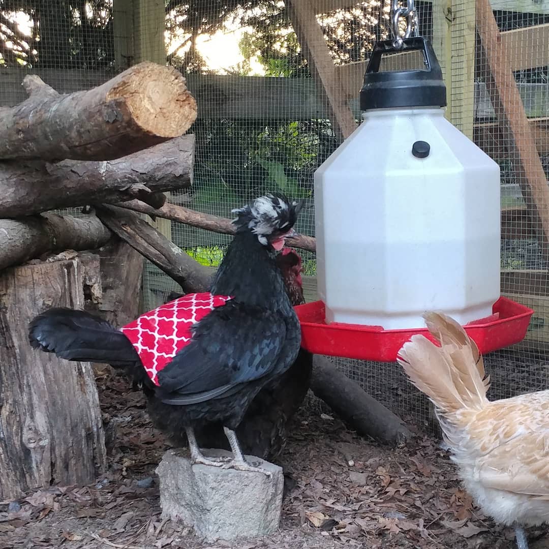 Bantam Rule #22: You may hang the water high to avoid debris but you must also provide a step for petite chicken access!