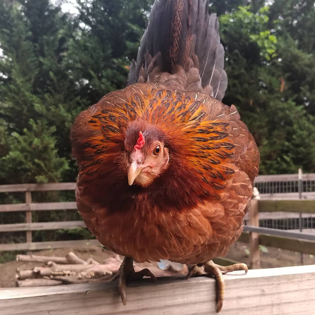 Broody Rosie. This aggressively broody girl spent last night in the outside pen and is still 100% broody. She is currently spending night number two outside. Let's see how long it takes to turn off her insanity! She seems pretty committed.