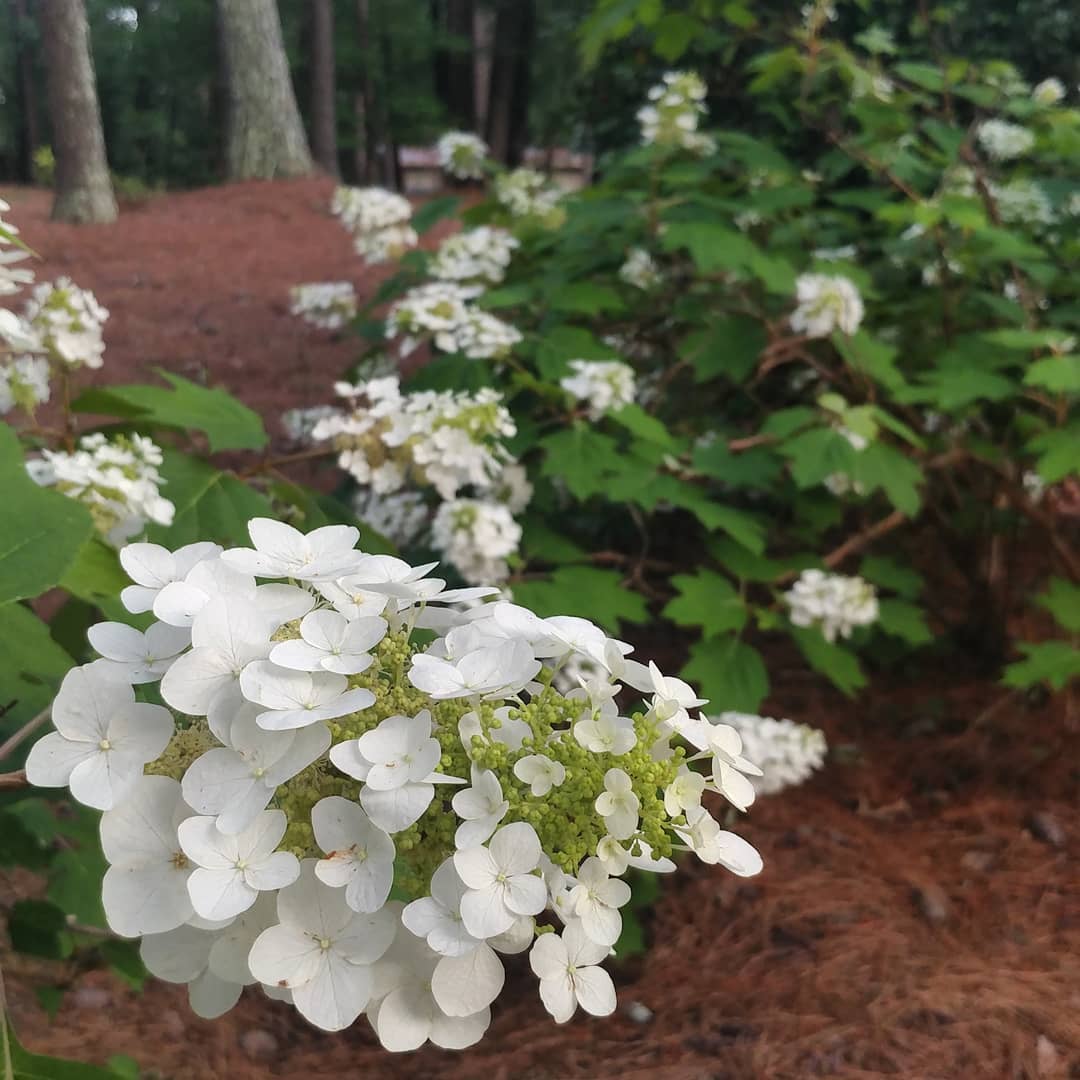 Oak Leaf Hydrangea. They came with the house and just keep growing!