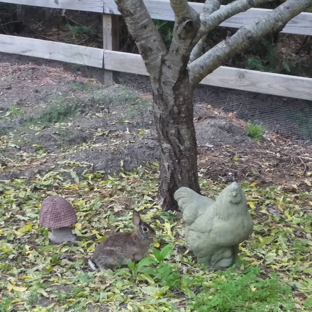 One of these garden statues is an impostor! Hmmm...which one? I like to share my garden harvests but this guy is greedy and eating the green beans to the ground! Bad bunny! Adorably hop your cute little cotton tail out of my garden!