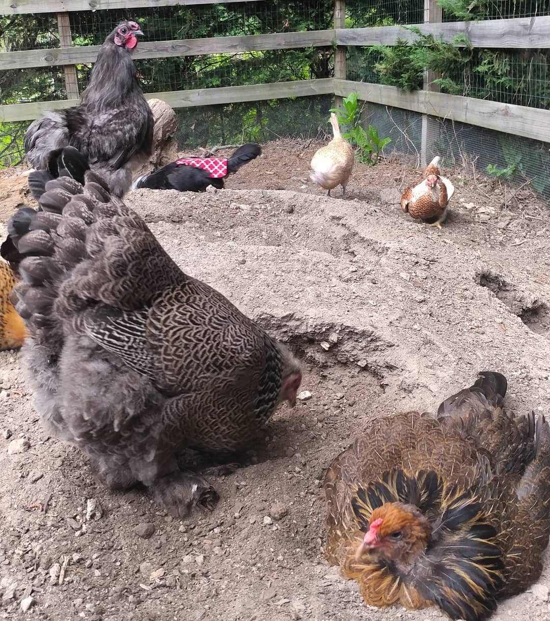 Sonia is keeping a close eye on the crew as they dust bathe. Very serious business on the dirt mound today. There has been quite a bit of dust bath thievery. Must patrol.