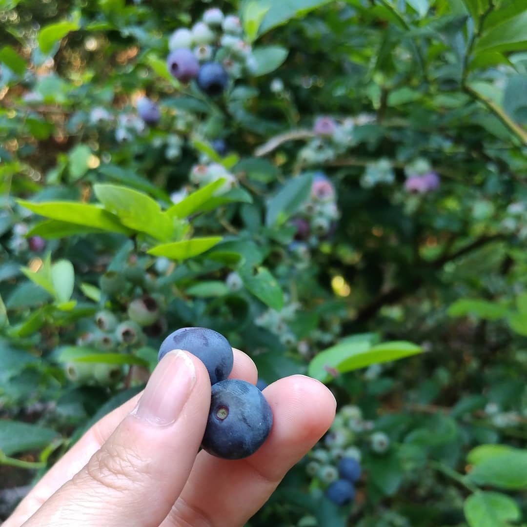 1, 2, Ten million....
The blueberries start slowly but then produce like crazy! Right now it is just a handful to share with the chickens but I bet in a week there will be gallons!