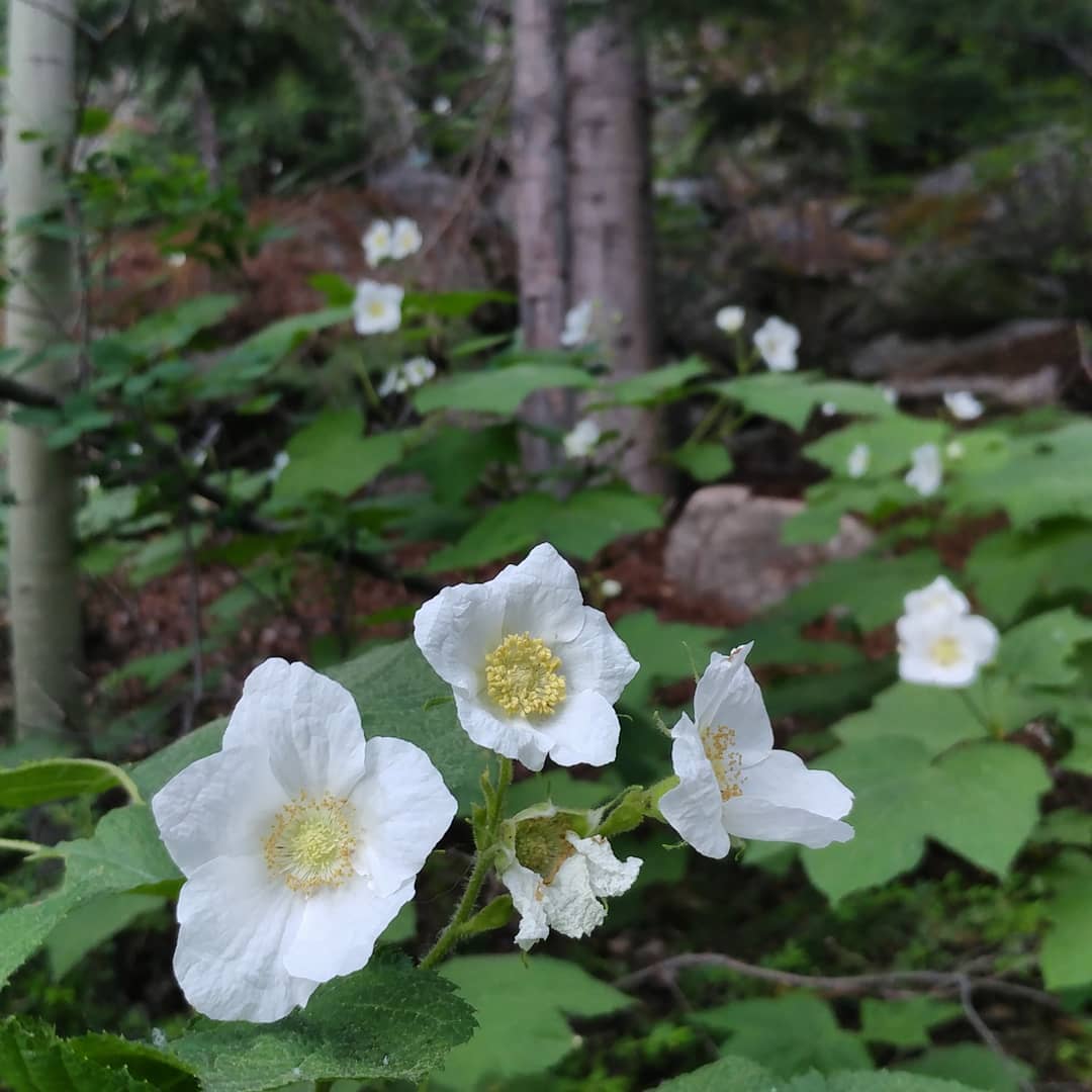 Hiking in Aspen. There were so many different kinds of wildflowers!