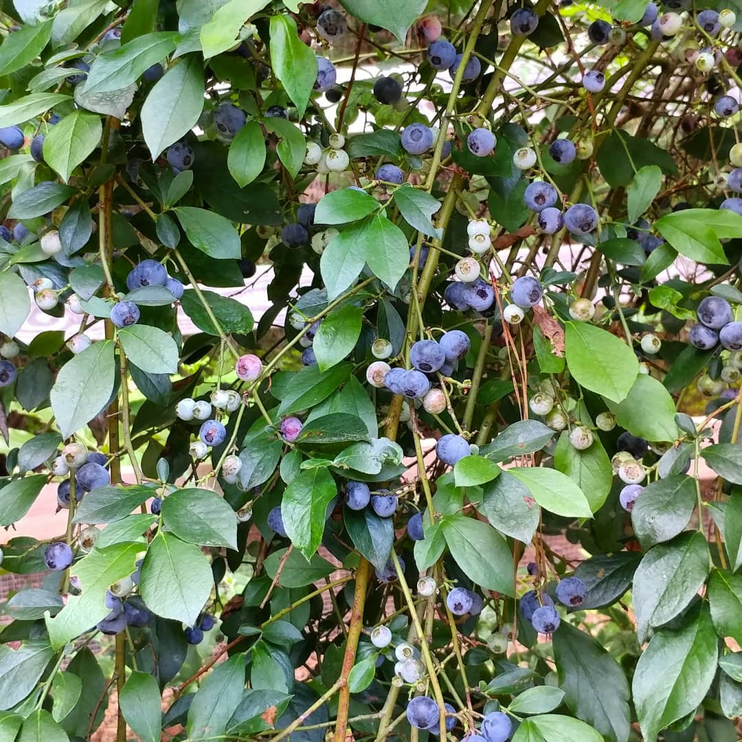 I stood in one spot and picked for an hour.  I think I got one branch of one bush fully picked. It was a gallon. There are SEVEN bushes. Note to self: Stop planting "extra" blueberry bushes!